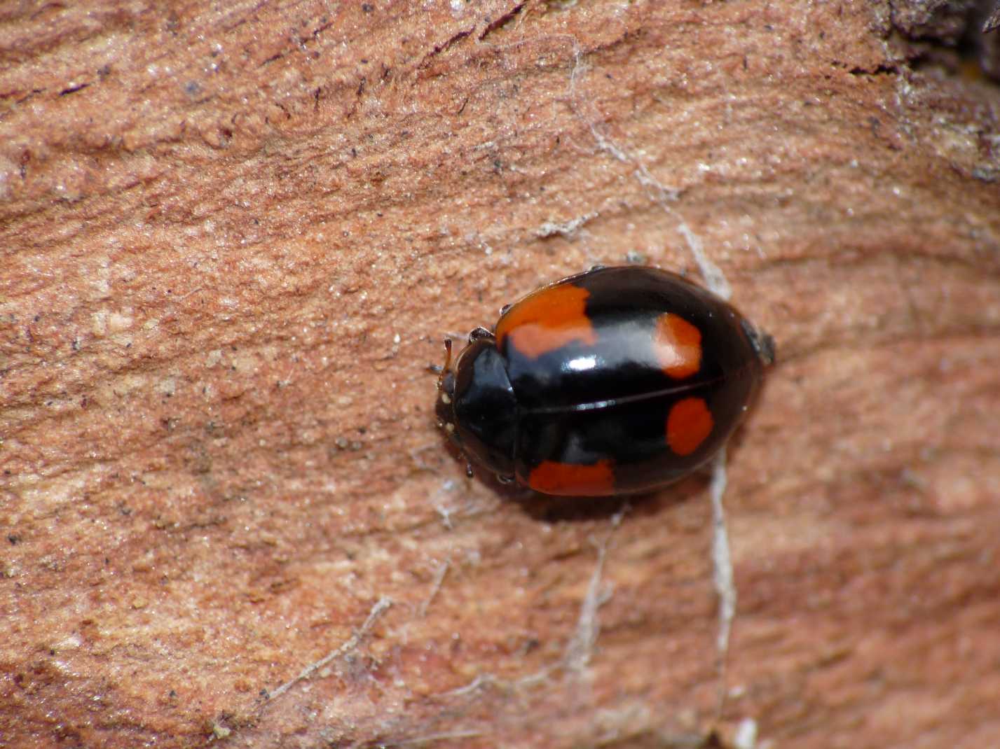 Coccinelle: Adalia bipunctata